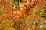 Aspens In Autumn Stock Photo