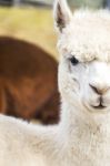 Alpacas In A Field Stock Photo