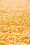 Corn Seed  Stock Photo