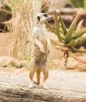 One Meerkat Looking Around Stock Photo