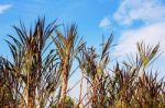 The Leaves With Blue Sky Stock Photo