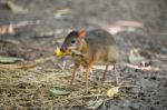 Lesser Mouse Deer Stock Photo