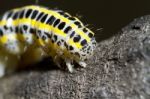 Cabbage Caterpillar Stock Photo