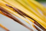 Coconut Leaves Are Drying With Background Stock Photo