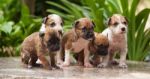 Washing Puppy Dog Stock Photo