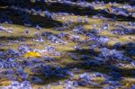 Blue Jacaranda (jacaranda Mimosifolia) Petals On The Ground In M Stock Photo