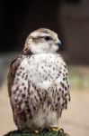 Saker Falcon Stock Photo