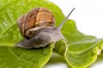 Snail On White Stock Photo