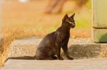 Black Cat Playing Outdoor Stock Photo