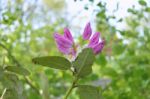 Rhododendron Stock Photo