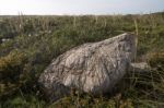 Mediterranean Native Vegetation Stock Photo