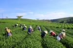 Dalat, Vietnam, June 30, 2016: A Group Of Farmers Picking Tea On A Summer Afternoon In Cau Dat Tea Plantation, Da Lat, Vietnam Stock Photo