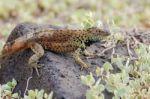 Lava Lizard On Galapagos Islands Stock Photo