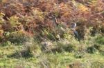 Camouflaged Deer In Autumn Leaves Stock Photo