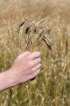 Hand Holding Corn In Front Of Cropland Stock Photo