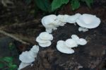 White Mushrooms Growing On Dead Wood Stock Photo