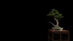 Bonsai Plants 3d Rendering Stock Photo