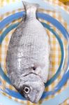 Gilt-head Bream Fish Stock Photo