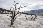 View Of Mammoth Hot Springs Stock Photo