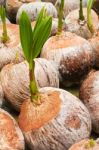 Coconut Seedling Stock Photo