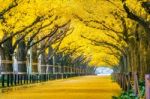 Row Of Yellow Ginkgo Tree In Autumn. Autumn Park In Tokyo, Japan Stock Photo