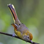 Chestnut-tailed Minla Stock Photo