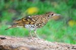 White Thrush Stock Photo