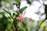 
Azalea Flowers Stock Photo