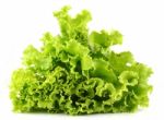 Lettuce Stock Photo