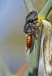 Spider With Earwig Stock Photo