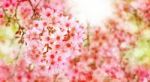 Cherry Blossom Stock Photo