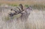 The Deer Of Richmond Park Stock Photo