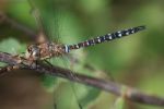 Migrant Hawker Dragonfly Stock Photo