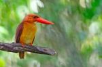 Male Ruddy Kingfisher Stock Photo