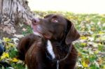 Chocolate Labrador In Fall Stock Photo