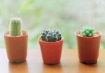 Small Cactus For Decorated Stock Photo