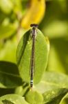 Damselfly Insect Stock Photo