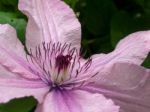 Pink Clematis In Full Bloom In The Grounds Of Hever Castle Stock Photo