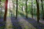 Bluebells In Wepham Woods Stock Photo