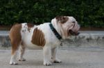 Whit English Bulldog Stand On The Street Stock Photo