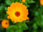 Orange Mesembryanthemums Flowering Near The Beach In Southwold Stock Photo