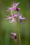 Lychnis Flos-cuculi Or Ragged Robin Stock Photo