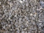 Sunflower Seeds Stock Photo