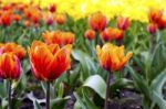 Red Tulips On The Flowerbed In The Park Stock Photo