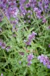 Purple Flower With Hummingbird Hawk-moth Stock Photo