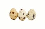 Quail Eggs Stock Photo