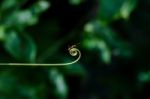 Climber Plant And Ants Stock Photo