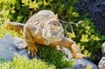 Wild Land Iguana On Santa Fe Island In Galapagos Stock Photo