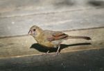 Beautiful Isolated Image With A Funny Bird On The Wooden Floor Stock Photo