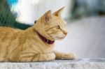 Yellow Domestic Cat Resting On A Wall Stock Photo